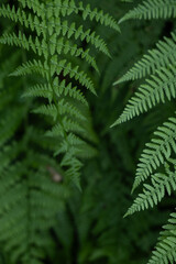 Close-Up of Fresh Green Fern Fronds with Natural Botanical Texture in a Forest © Maria