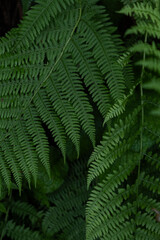 Close-Up of Fresh Green Fern Fronds with Natural Botanical Texture in a Forest © Maria