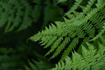 Close-Up of Fresh Green Fern Fronds with Natural Botanical Texture in a Forest © Maria