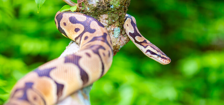 A python lies on the ground and on rocks in the wild.Close-up of a boa constrictor on a tree. Snake skin. Reptile.