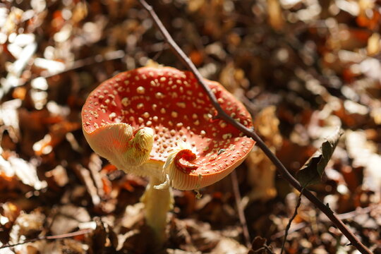 &Auml;lterer Fliegenpilz (Amanita muscaria) mit eingerolltem Hut auf laubbedecktem Waldboden im Naturpark Barnim bei Wandlitz (Sch&ouml;nwalde)