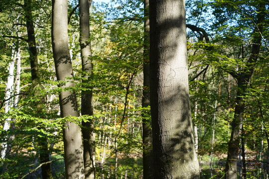 St&auml;mme von Rotbuchen (Fagus sylvatica) an einem Waldteich im Naturpark Barnim bei Wandlitz (Sch&ouml;nwalde)
