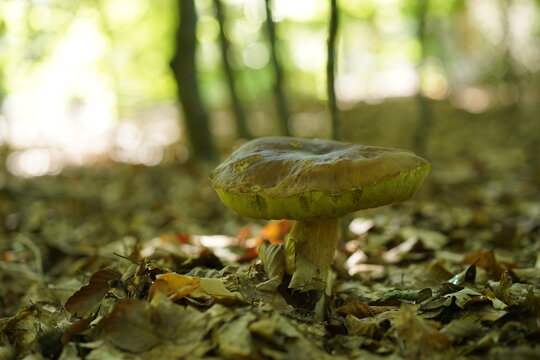 Gemeiner Steinpilz (Boletus edulis) auf laubbedecktem Waldboden im Naturpark Barnim bei Wandlitz