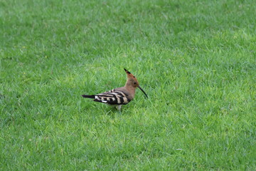 Eurasian Hoopoe or Common hoopoe (Upupa epops) © Viktor