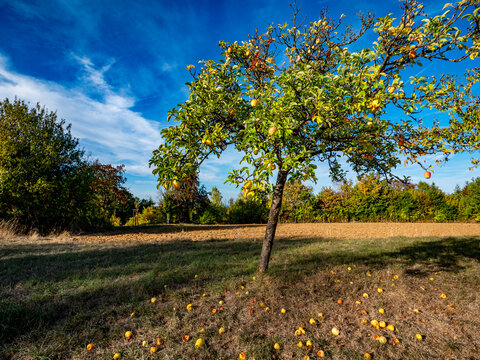 Reife &Auml;pfel an einem Apfelbaum