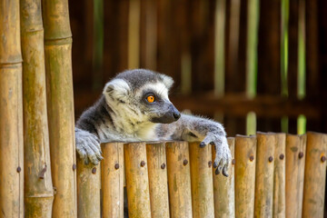 Fototapeta premium A ring-tailed lemur rests in a wooden house. These famous Madagascar primates have expressive faces. A close-up portrait of a lemur.