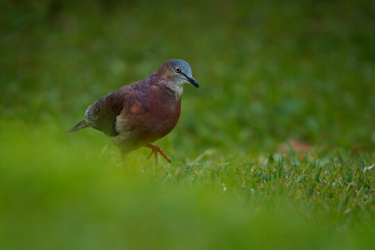 Tolima Dove Leptotila conoveri, rare Colombian endemic pigeon of Columbidae, foraging on the ground in green grass, blue crown, purple iridescent plumage, birding in Andes of Colombia, South America