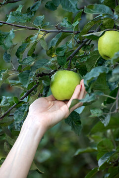 Woman's hand gracefully reaching and holding a ripe green apple hanging from a leafy branch, symbolizing fresh harvest, healthy eating, and natural abundance