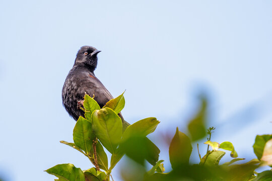 A Variable Oriole (Icterus pyrrhopterus) perched on a branch on the blue sky.