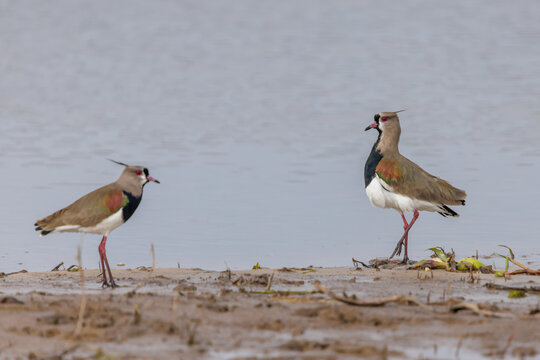 A pair of Southern Lapwings (Vanellus chilensis) by the riverbank.