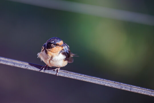 Barn Swallow (Hirundo rustica) perched on a wire on dark background.