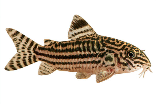 Leopard corydoras freshwater catfish isolated on white background with freshwater fish