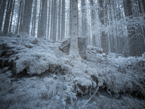 Exploring the forest floor with infrared filter showcases unique details and textures of trees and foliage