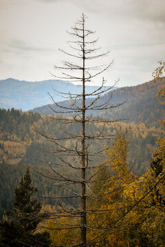 Tall dead dry tree against misty mountain slopes and autumn forest valley