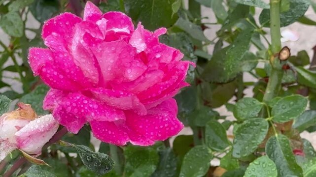 A pink rose with raindrops
