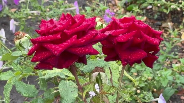 Two red roses with raindrops after the rain