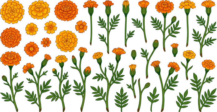 marigold flower and botanical stem illustration