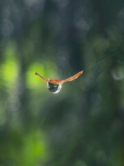 hummingbird in flight © Jeļena 