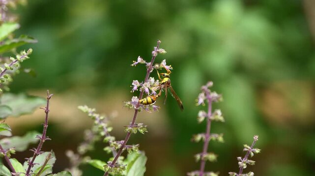 Basil flowers are blooming in the garden. It's small edible and herb, flower grow in spikes at the top of the plant, featuring a mild, 
