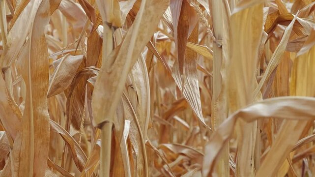  Zoom in of corn cobs in field ready for harvest, late summer