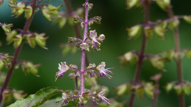 Basil flowers are blooming in the garden. It's small edible and herb, flower grow in spikes at the top of the plant, featuring a mild, 