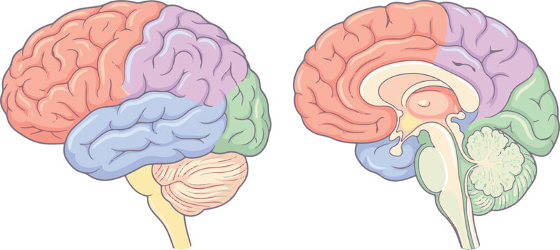 Detailed medical illustration of the human brain showing lateral and cross section views with labeled brain regions in color.