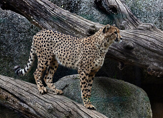 Cheetah on the beam. Latin name - Acinonyx jubatus © Mikhail Blajenov