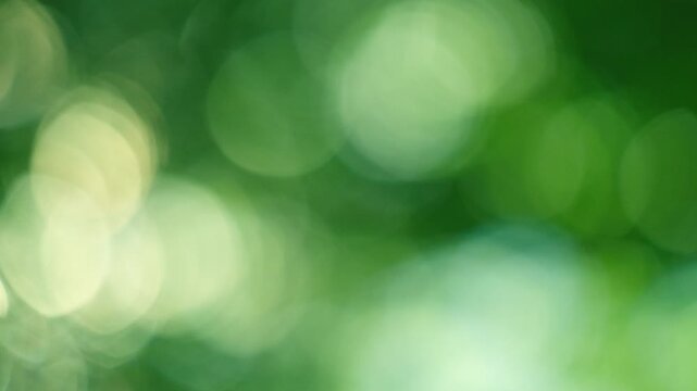 Fresh morning sunshine streaming through emerald green branches, scattered dancing nature bokeh in breeze, dynamic organic presentation overlay