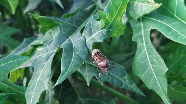 Striped hoverfly Eristalinus perched on a green leaf in the garden during daytime