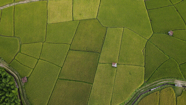 Aerial view rice field green agriculture rural landscape farmland countryside summer pattern hut nature