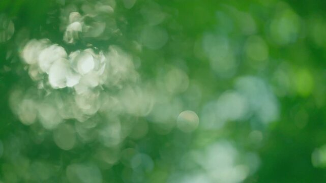 Bright morning sun rays filtering through dense green leaves, sparkling central clustered bokeh, energetic organic textured overlay background