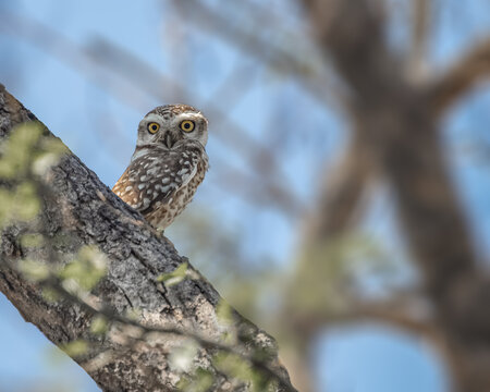 A Spotted Owl