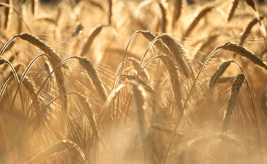 Obraz premium Golden wheat heads glowing in warm sunlight