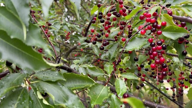 green and red