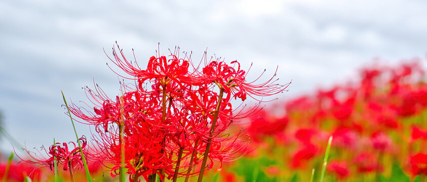 秋の訪れを告げる鮮やかな彼岸花：土手に群生する赤と緑のコントラスト（Red spider lilies blooming vividly along the bank in early autumn）