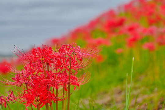 秋の訪れを告げる鮮やかな彼岸花：土手に群生する赤と緑のコントラスト（Red spider lilies blooming vividly along the bank in early autumn）