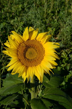 sunflower in the field