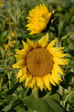sunflower in the field