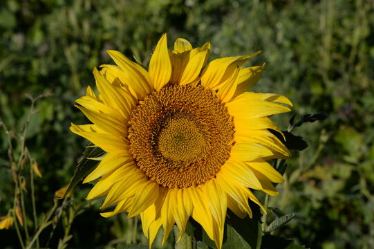 sunflower in the field
