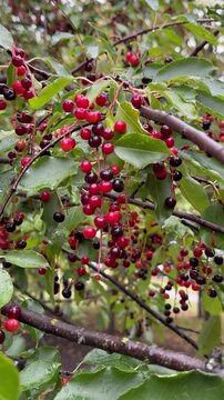 red berries on a tree