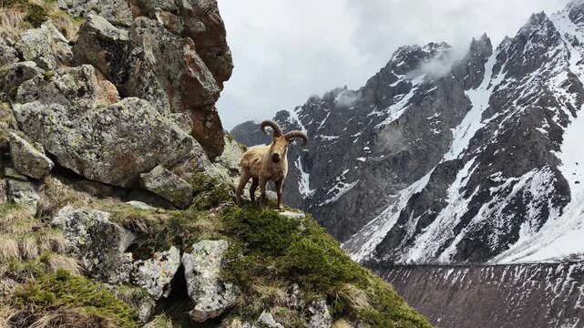 The Caucasus, North Ossetia. Tsey Gorge. A mountain goat stands on a rocky slope.