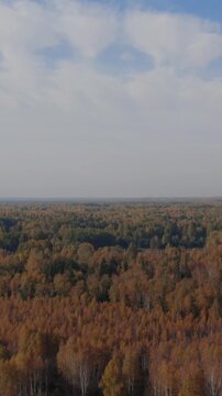 Drone footage of vast autumn woodland with colorful birch and conifer trees under a calm sky, natural landscape in the Ural region, Russia