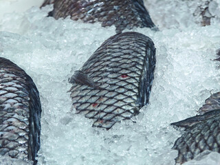 Fish bodies half buried in crushed ice with diamond scale patterning © Bugra Kaan Ersoy
