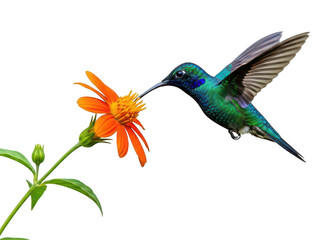 Obraz premium Hummingbird feeding on orange flower isolated on transparent background