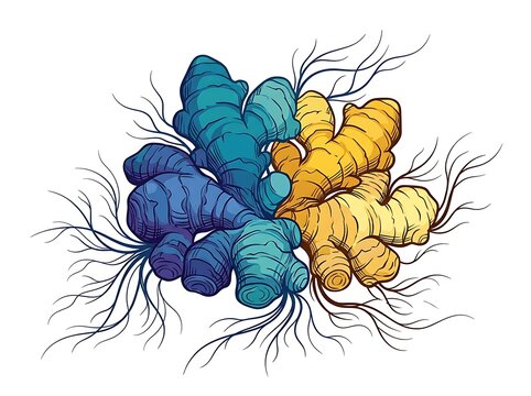 Illustration of ginger and garlic roots together