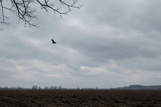 Black crow flying over empty plowed field under overcast sky, omen and augury concept