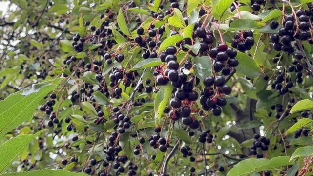  Background of green leaves and black berries
