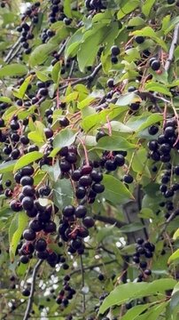 Background of green leaves and black berries