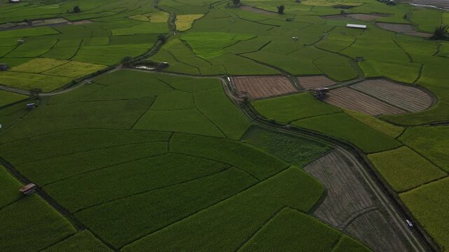 Aerial view green rice field rural landscape agriculture farmland countryside lush summer outdoor natural scenic peaceful growth, aerial green rice field farmland agriculture rural landscape