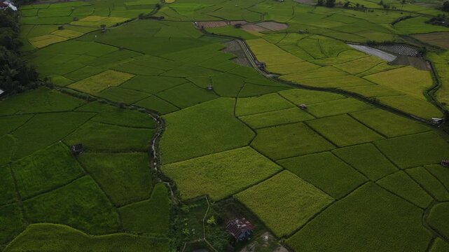 Aerial view green rice field farmland rural landscape with agriculture patterns, lush crop, vibrant nature, scenic countryside, outdoor summer growth, natural beauty, and peaceful geometric pattern